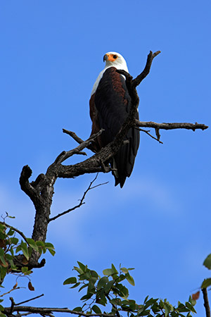 melody-ranch-eagle